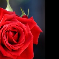 home tutor site default male icon