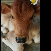 home tutor site photo